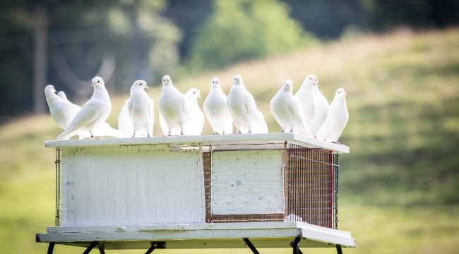 Aydınlı güvercinseverler yarışlara hazırlanıyor