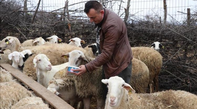 Genç Çiftçi Projesi için koyun alımı yapılacak