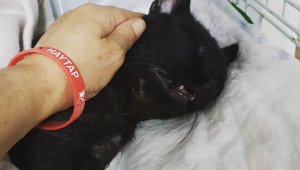 Pitbull'un saldırdığı yaralı kedi öldü