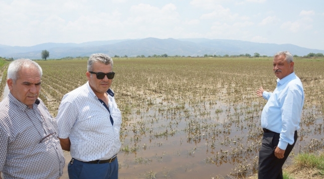 Aydın çiftçisinin zararı 30 bin dönüm alanda 40 milyon lira 