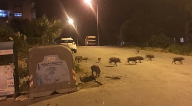Kuşadası'nda domuz sürüsü şehre indi