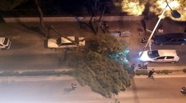 Aydın'da çam büyük çam ağacı otomobil üstüne devrildi