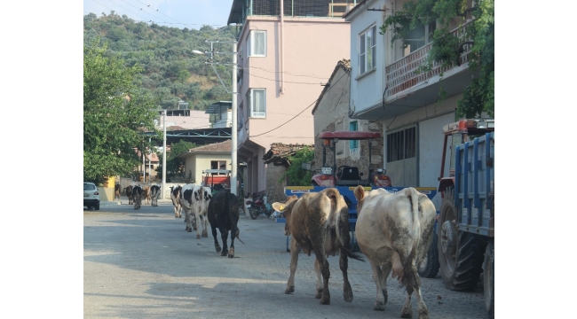 Aydın'da merası korunan köyler, hayvancılığın keyfini yaşıyor