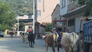 Aydın'da merası korunan köyler, hayvancılığın keyfini yaşıyor