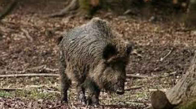 Aydın'daki tarlaları domuzlar işgal etti