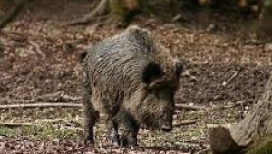 Aydın'daki tarlaları domuzlar işgal etti