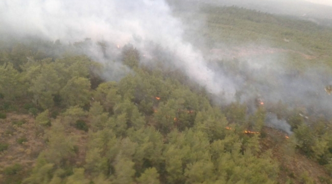 Aydın'da orman ve zeytinlik yangını
