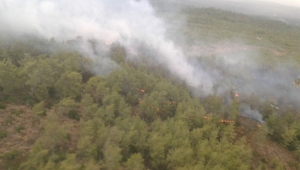 Aydın'da orman ve zeytinlik yangını