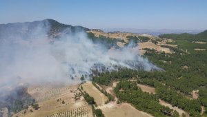 Aydın'da 2.5 hektar ormanlık alan yandı