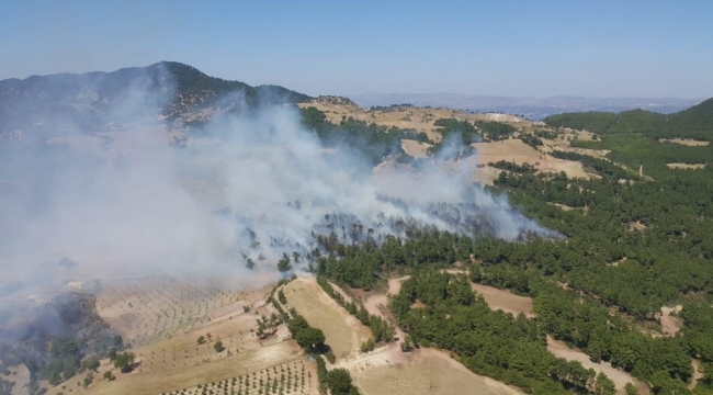 Aydın'da 2.5 hektar ormanlık alan yandı