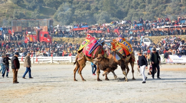 Germencik'de deve güreşleri festival havasında geçecek 