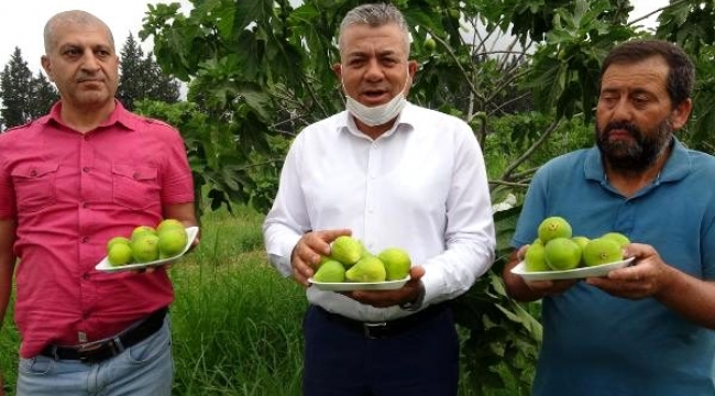 Aydın'da, sezonun ilk erkenci taze inciri çıktı