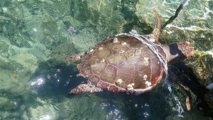 Kuşadası Körfezi’nde 2 caretta caretta ve 1 yeşil deniz kaplumbağası ölü bulund