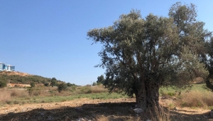 Kuşadası’nda 1500 Yıllık zeytin ağacına bitişik yapılan villa belediye tarafından yıkıldı