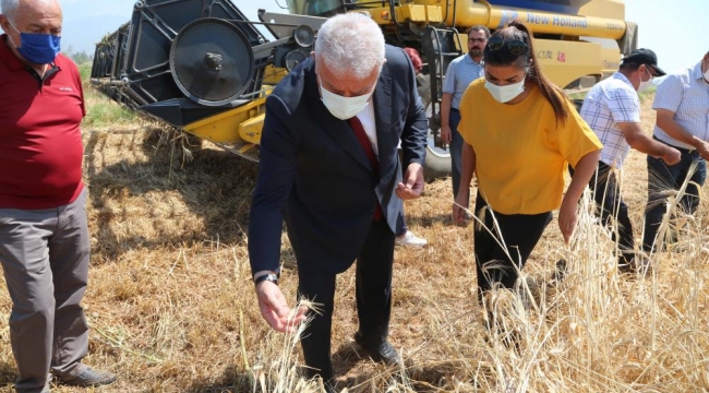Başkan Atay'dan Karakılçık Buğdayı hasadı