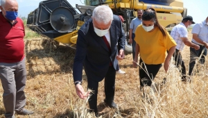 Başkan Atay'dan Karakılçık Buğdayı hasadı