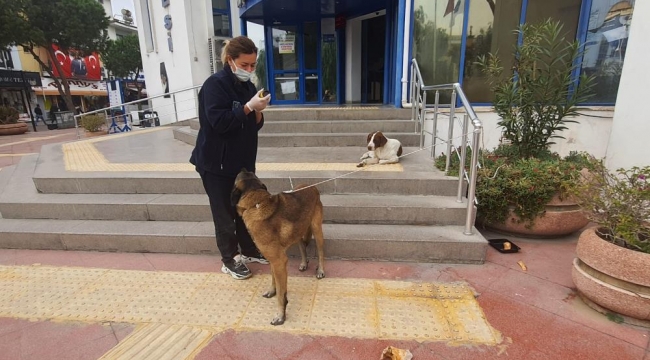 Kuşadası Belediyesi’nden hasta sokak köpeğine yardım eli