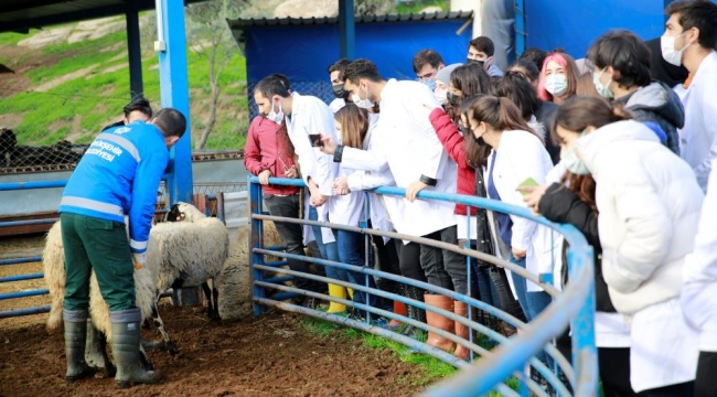  Aydın Büyükşehir Belediyesi'nin Sakız Koyunu Çiftliği akademiye de hizmet veriyor