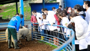  Aydın Büyükşehir Belediyesi'nin Sakız Koyunu Çiftliği akademiye de hizmet veriyor
