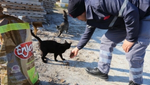 Efeler Belediyesi sokak hayvanlarını unutmuyor