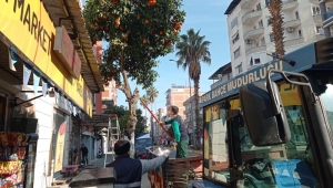  Nazilli’de toplanan turunçlar öğrencilere burs oluyor