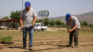 Aydın Büyükşehir Belediyesi gelecek yılın tohumlarını yetiştiriyor