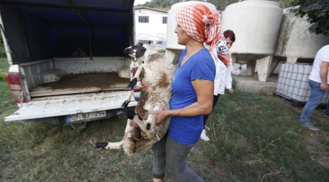 Başkan Çerçioğlu koyunları telef olan kadın çobanın gözyaşlarına dayanamadı yardım etti