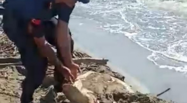 - Jandarmanın dikkati deniz kaplumbağasını kurtardı