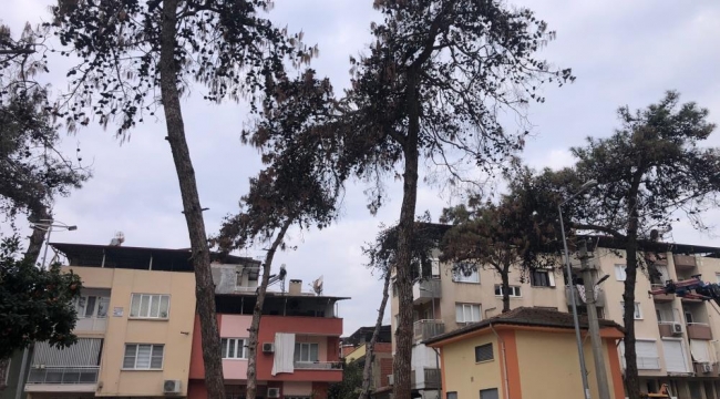 Nazilli Belediyesi, kuruduğu için tehlike saçan ağaçların kesti
