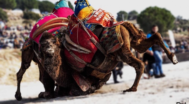  Yeni yılın ilk deve güreşi İncirliova’da yapılacak