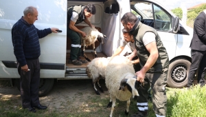 Başkan Çerçioğlu’ndan koyunları telef olan üretici kadına destek