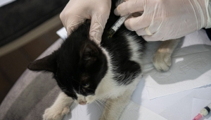  Kuşadası Belediyesi tarafından, 5 yılda 78 bin 669 hasta veya yaralı sokak hayvanına ilk müdahalede bulunuldu